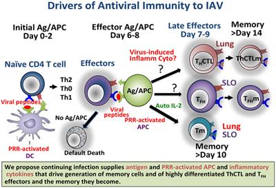 Pathogen Recognition by CD4 Effectors Drives Key Effector and Most Memory Cell Generation Against Respiratory Virus